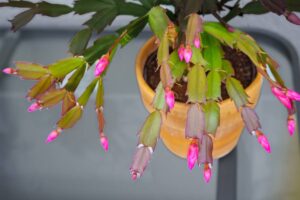 Ecco come curare la Natalina durante le feste