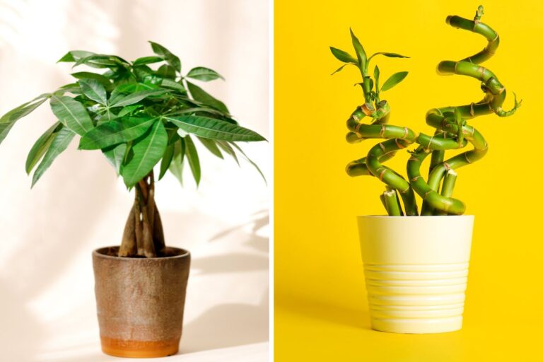 Le 5 piante che portano fortuna e ricchezza in casa: ecco dove posizionarle piante che portano fortuna e ricchezza