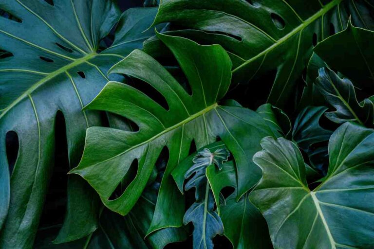 Monstera troppo voluminosa? Ecco come potarla e curare le foglie Come potare la Monstera