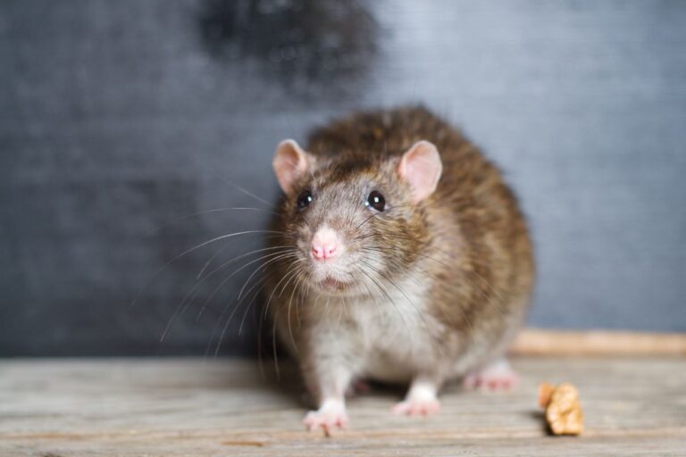 Allontana i topi definitivamente: scopri gli odori che li fanno scappare Allontana i topi definitivamente