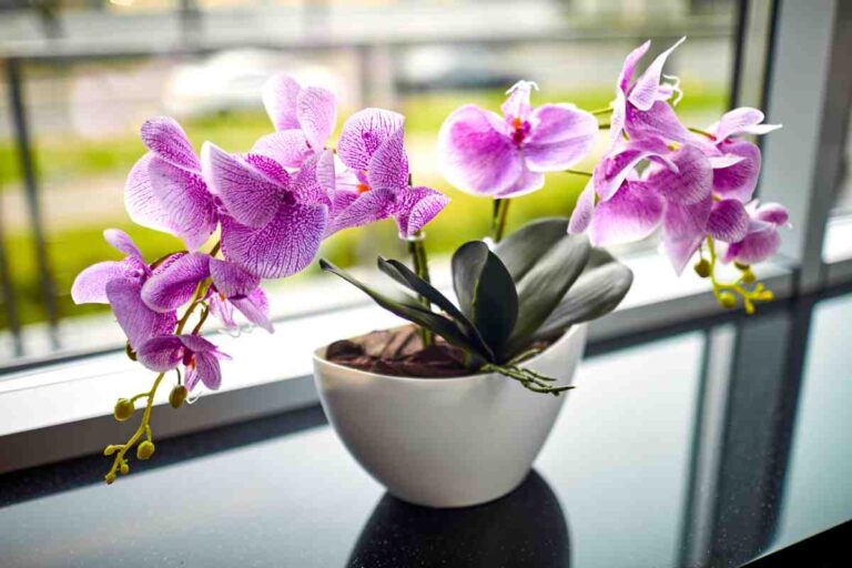 Concimare le orchidee in modo naturale: ecco un metodo poco conosciuto ma molto efficace Ecco un metodo sconosciuto per concimare le orchidee