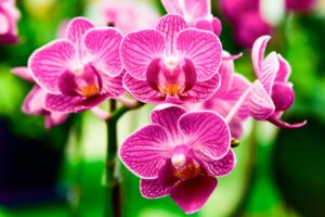 fertilizzante naturale Orchidee