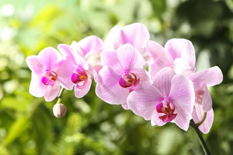 Come annaffiare le orchidee senza rischio di marciume? I segreti per fiori duraturi Come innaffiare le orchidee per evitare che marciscano