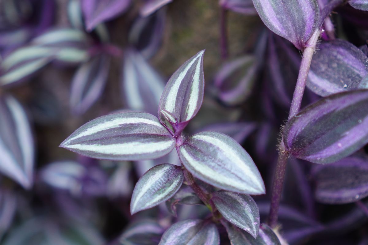 Tradescantia zebrina purificare casa