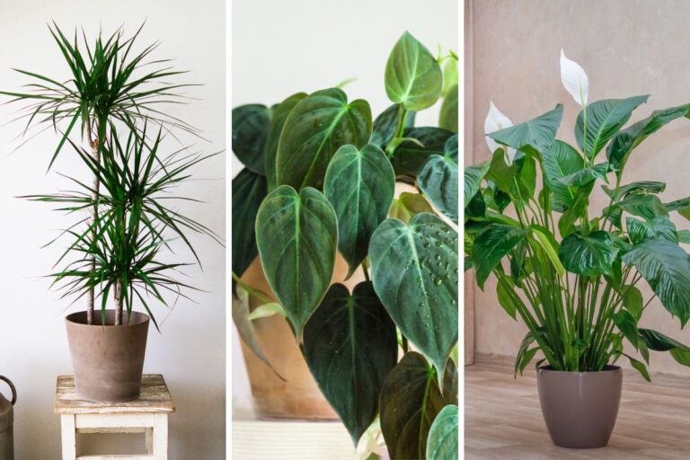 Casa poco luminosa in inverno? Ecco le piante perfette per questo periodo Piante in inverno