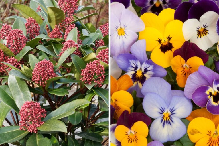 Balcone fiorito in inverno? Scopri le 6 piante che sfidano il freddo Balcone fiorito in inverno