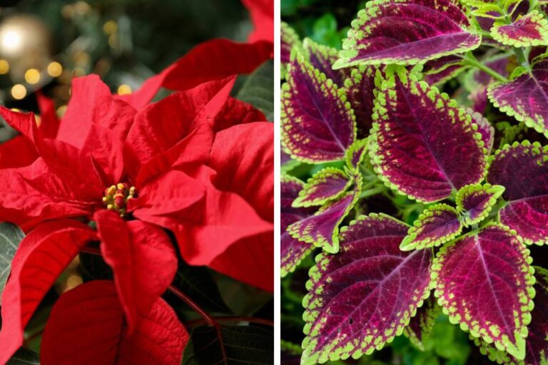 Piante natalizie: 5 varietà dalle foglie rosse per colorare la tua casa durante le feste Le piante di natale rosse