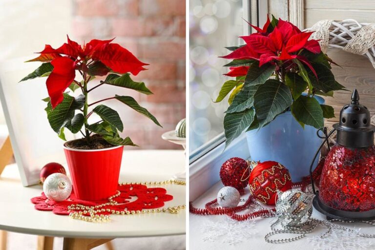 Piante natalizie la stella di Natale La stella di Natale