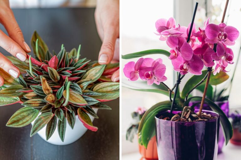 Adorna il tuo bagno con queste piante che amano l’umidità piante che amano l’umidità