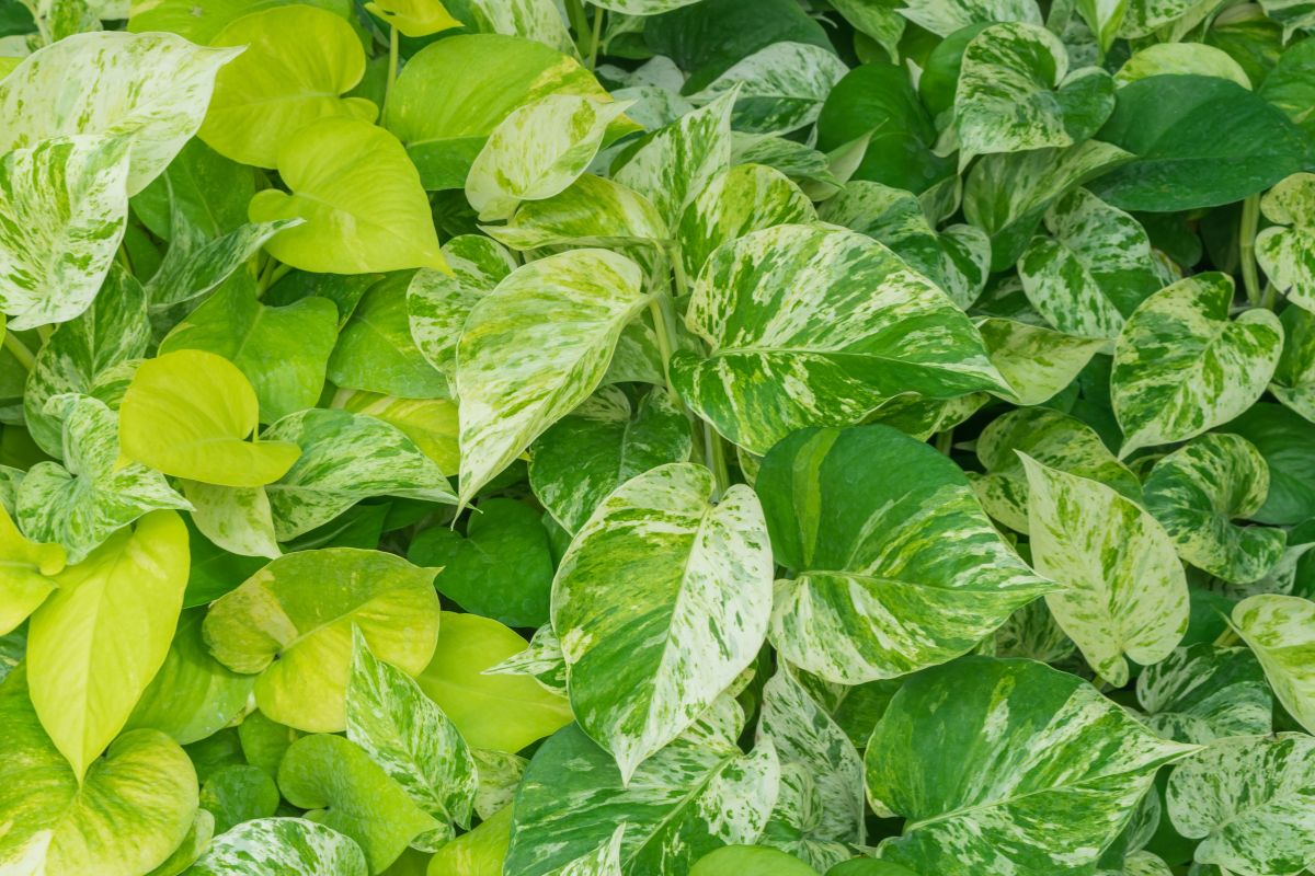 Moltiplicare la talea di Pothos in inverno