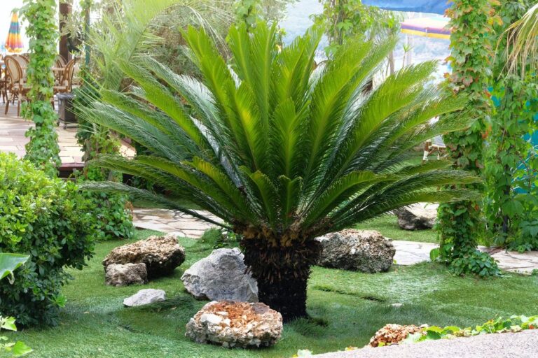 Scopri il segreto per salvaguardare la Cycas dalle basse temperature Trucco per proteggere la cycas dal freddo