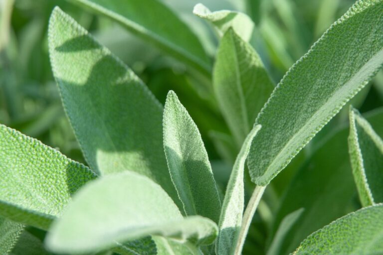 Salvia e piante aromatiche: guida facile per proteggerle dal freddo in arrivo Salvia e piante aromatiche in inverno