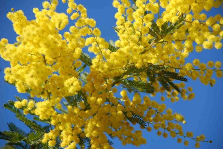 Come prendersi cura della mimosa in inverno: segreti per proteggerla dal freddo Ecco come si cura la mimosa in inverno