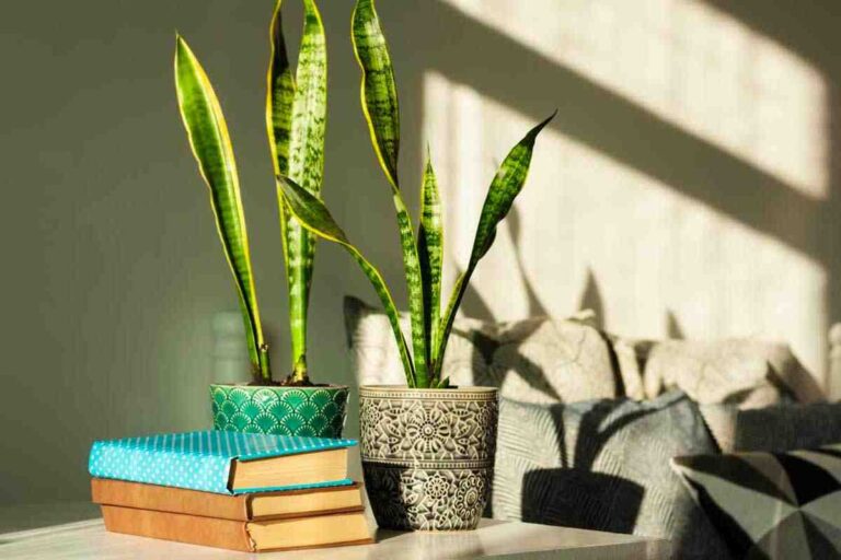 Pianta anti-umidità e purificante: perché la sansevieria è essenziale in casa La sansevieria purifica l'aria di casa e toglie l'umidità
