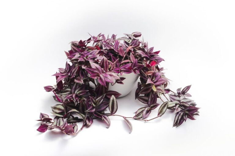 Tradescantia Zebrina: la pianta perfetta per decorare e purificare casa con stile Tradescantia zebrina