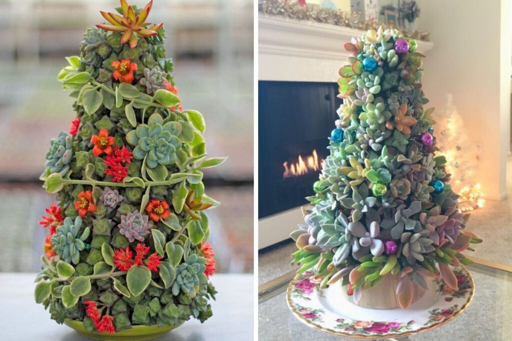 alberi di Natale piantine grasse