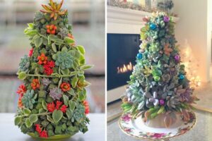 alberi di Natale piantine grasse