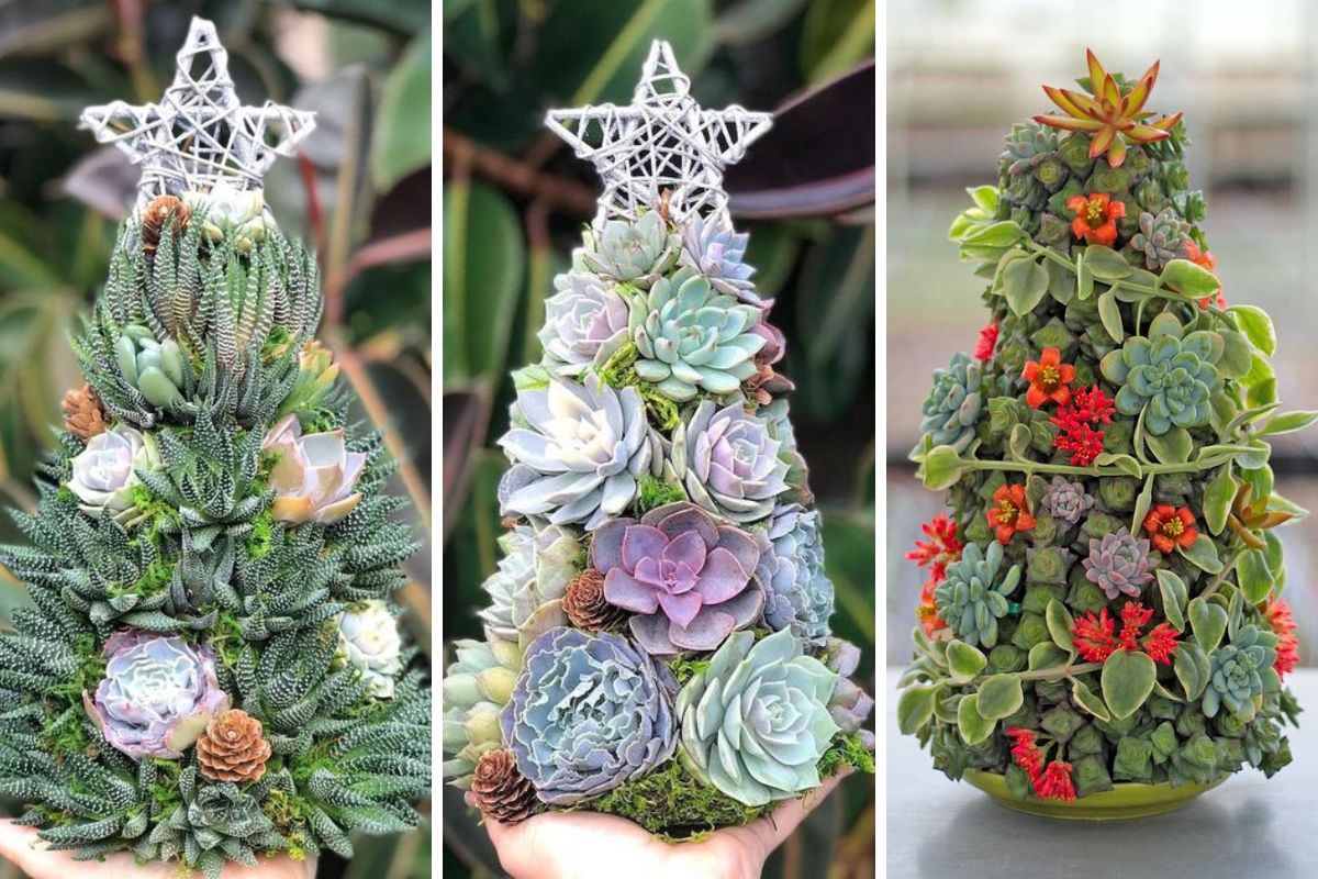 alberi di Natale piantine grasse