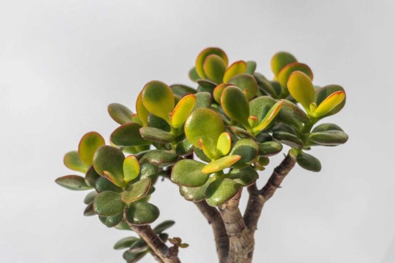 Albero di giada con foglie gialle? Scopri come rimediare subito foglie gialle albero giada