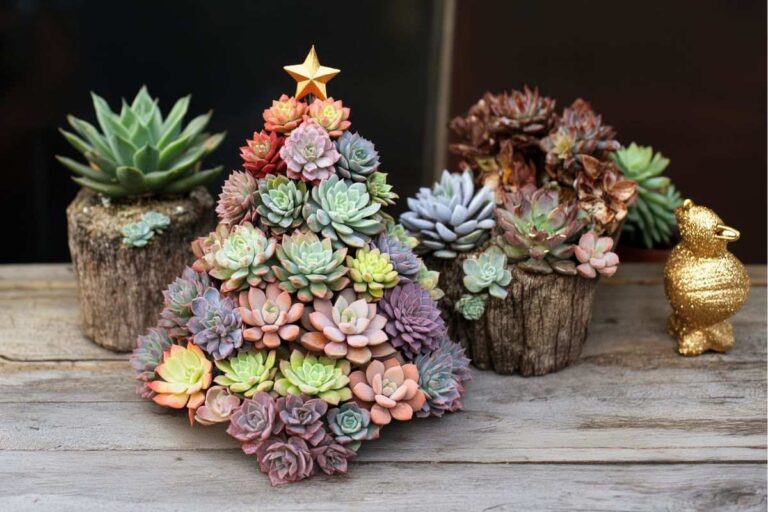 Composizioni natalizie con succulente: idee super fantasiose da provare crea composizioni natalizie con le piante succulente