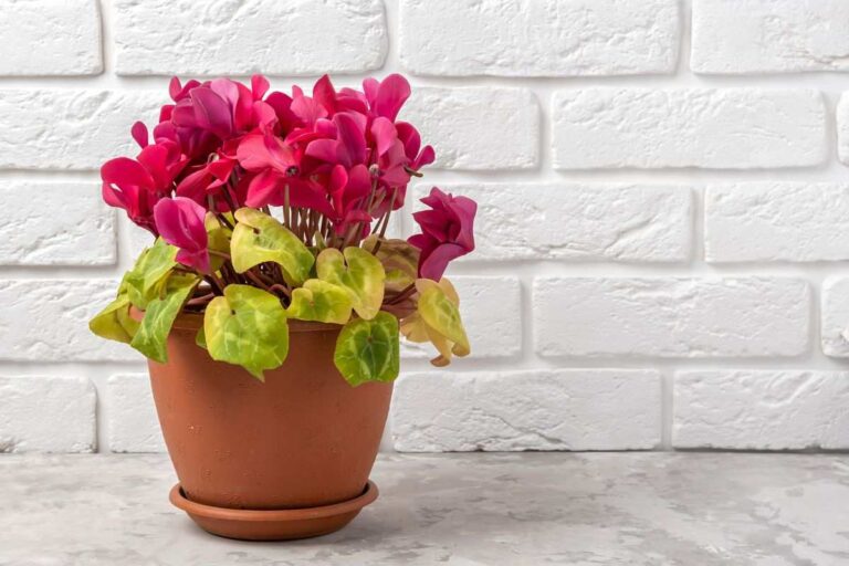 Foglie gialle sul tuo ciclamino? Scopri cosa fare per riportarlo in salute cosa fare se il ciclamino ha le foglie gialle