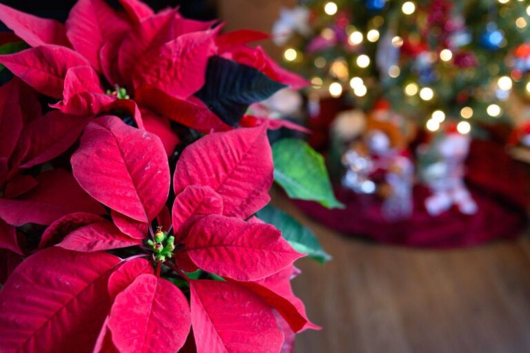 Stella di Natale: Il trucco per ottenere il rosso intenso durante le feste come ottenere il colore rosso