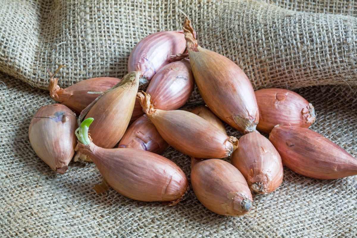Coltivazione dello scalogno