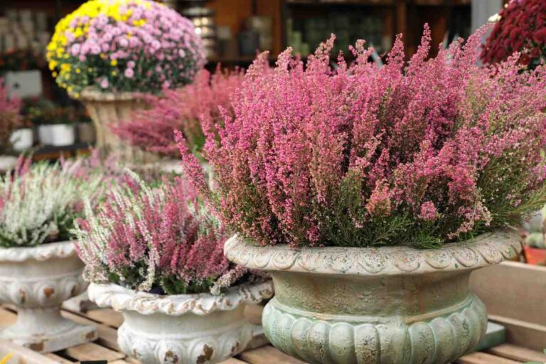 Coltivare l'erica in vaso e giardino: 3 regole essenziali per una fioritura perfetta per tutto l’inverno come coltivare erica in vaso