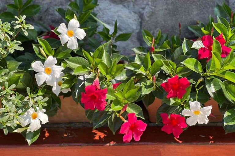 coltivazione della dipladenia