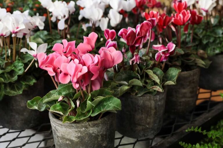 Perché il bulbo del ciclamino non fiorisce? Scopri le cause e i rimedi cause della mancata fioritura del ciclamino