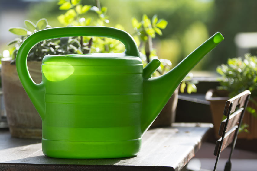 Innaffiatura della pigna