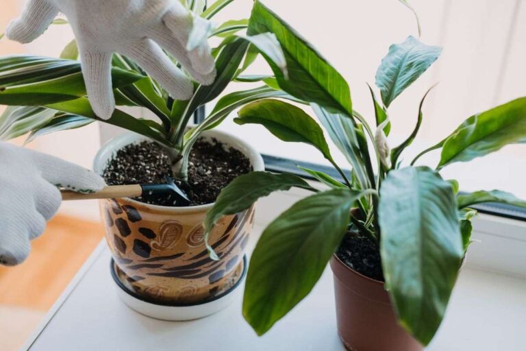 Concimi naturali per orchidee: come farli in casa con rimedi fai da te come creare concime per orchidee