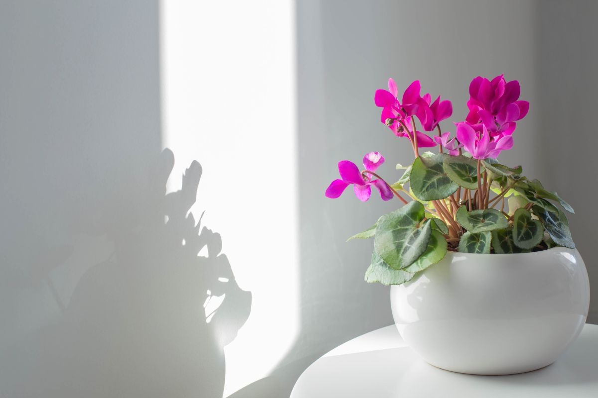 Come evitare eccessi di acqua per il ciclamino