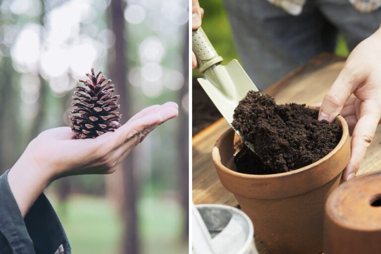 Un piccolo pino perfetto per Natale: scopri il segreto per farlo germogliare da una pigna ricavare un pino da una pigna