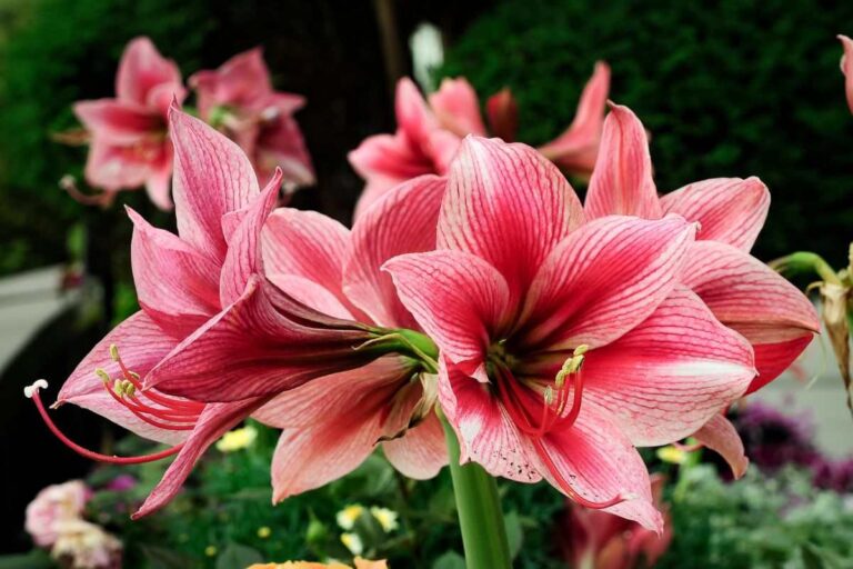 Coltivare Amaryllis in acqua: i segreti per farli fiorire perfettamente come coltivare Amaryllis in acqua