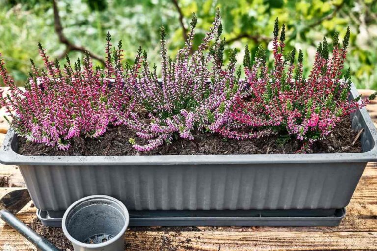 Fioriere autunnali: le piante migliori e i segreti per composizioni durature Fioriere autunnali le piante migliori