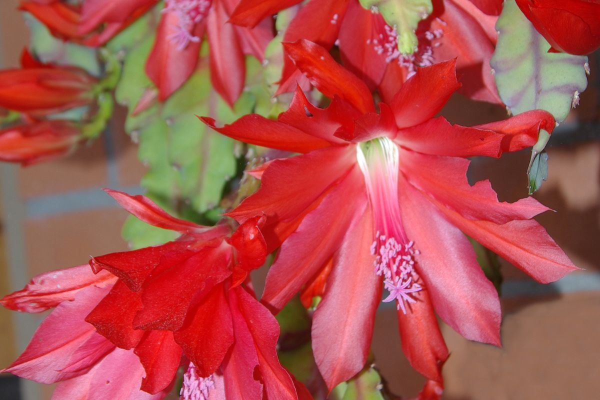 Fioritura duratura del cactus di Natale