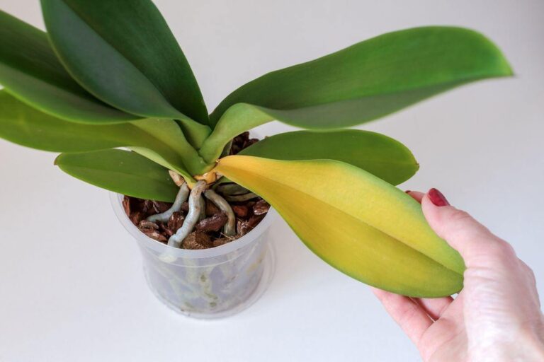 Orchidee con foglie ingiallite? Le cause e come farle tornare in salute perché l'orchidea può avere foglie gialle