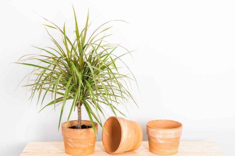 Tronchetto della felicità: foglie gialle o secche? Scopri cosa fare motivi delle foglie gialle del tronchetto della felicità