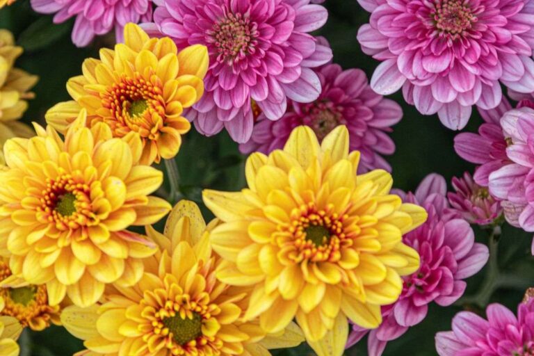 Novembre in fiore: 6 piante per un giardino vivace Piante per un giardino vivace