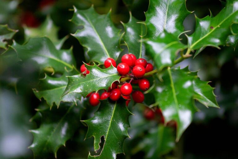 Perché l’agrifoglio è un simbolo di Natale? Significati e leggende qual è il significato dell'agrifoglio