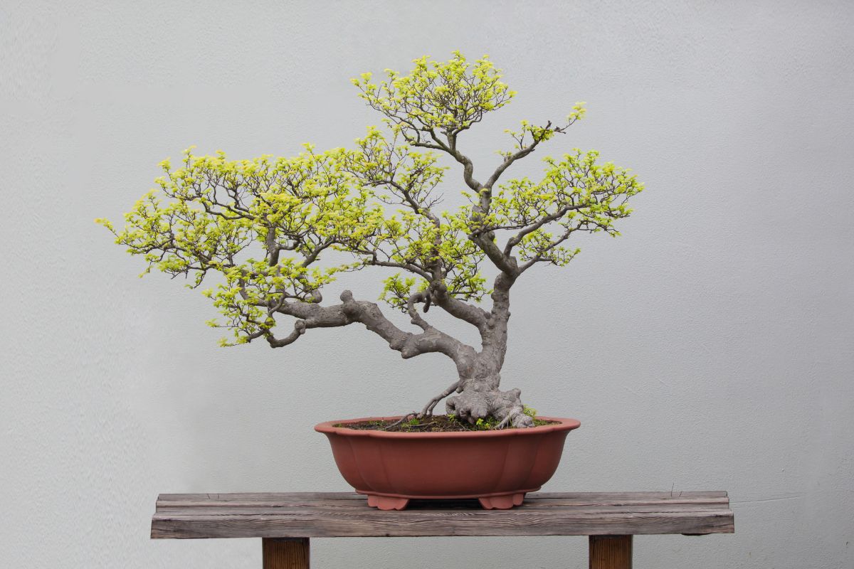 Come piantare un bonsai