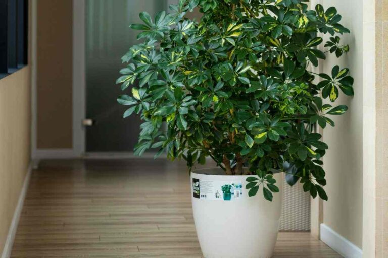 Le 10 migliori piante che assorbono umidità per la tua casa in inverno quali piante scegliere se si ha umidità in casa