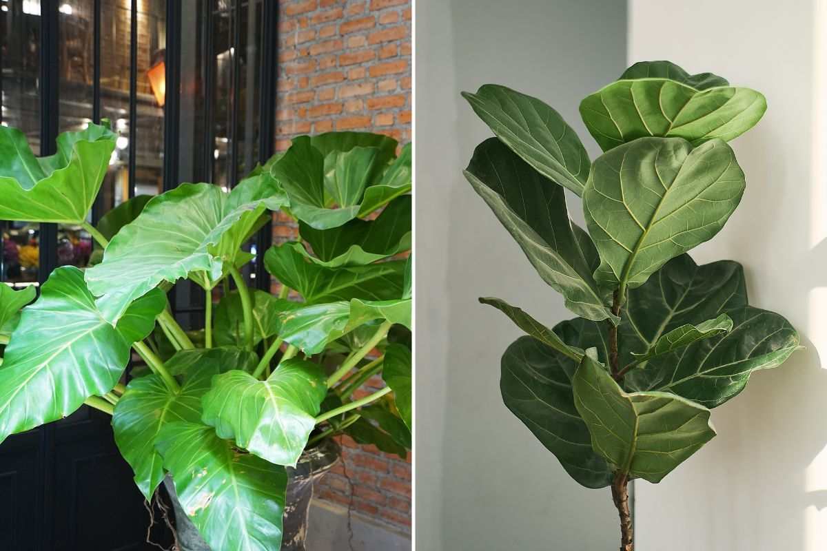 quali sono le piante dalle foglie giganti più belle