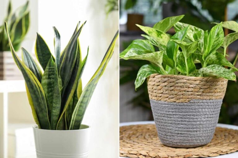 Piante da interno per un arredo moderno: le varietà che fanno la differenza quali sono le migliori piante da interno