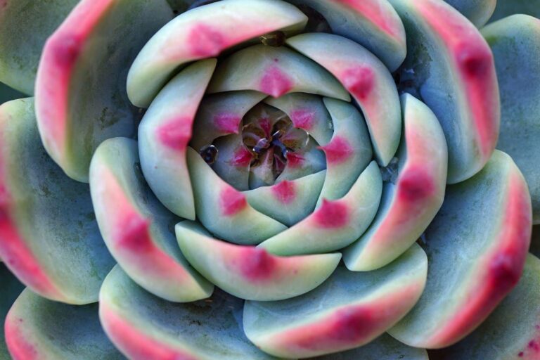 Il segreto delle piante grasse perfette? Prova il metodo della bacinella Il segreto delle piante grasse perfette