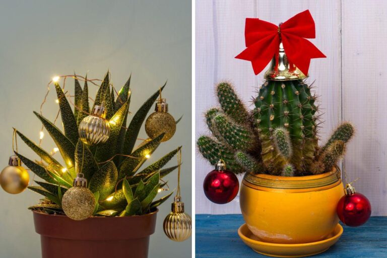 Piantine grasse a Natale: trasforma il tuo spazio con idee uniche Come decorare con le piantine grasse a Natale