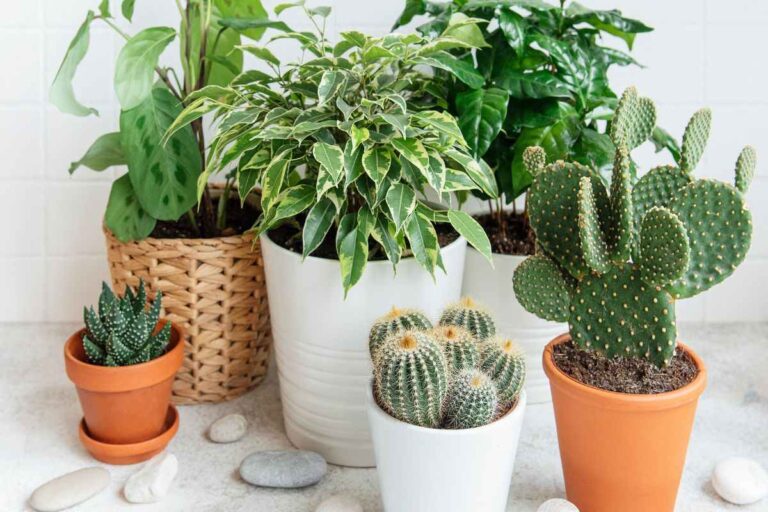 Piante grasse indistruttibili: scopri quelle che sfidano il gelo quali sono le piante grasse più resistenti