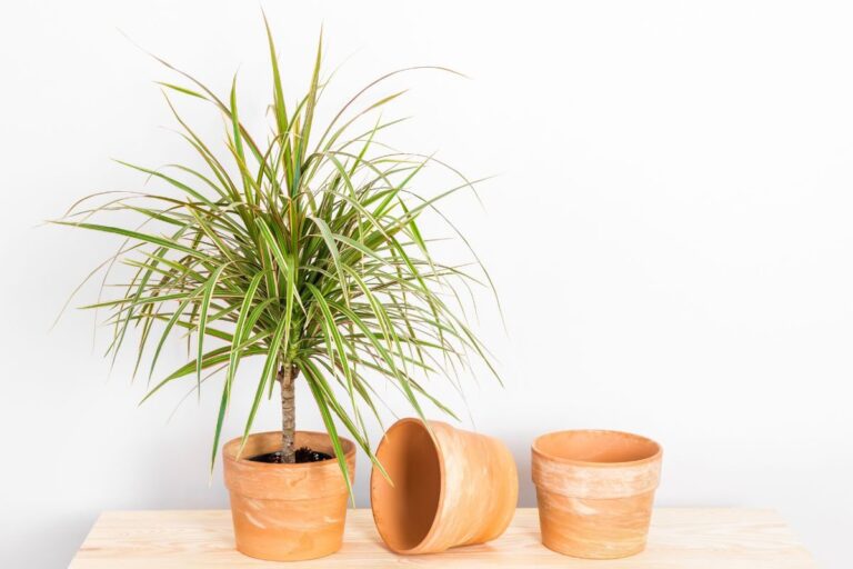 Come scegliere le piante per l’ingresso di casa: le top 5 imperdibili Come scegliere le piante per l’ingresso di casa