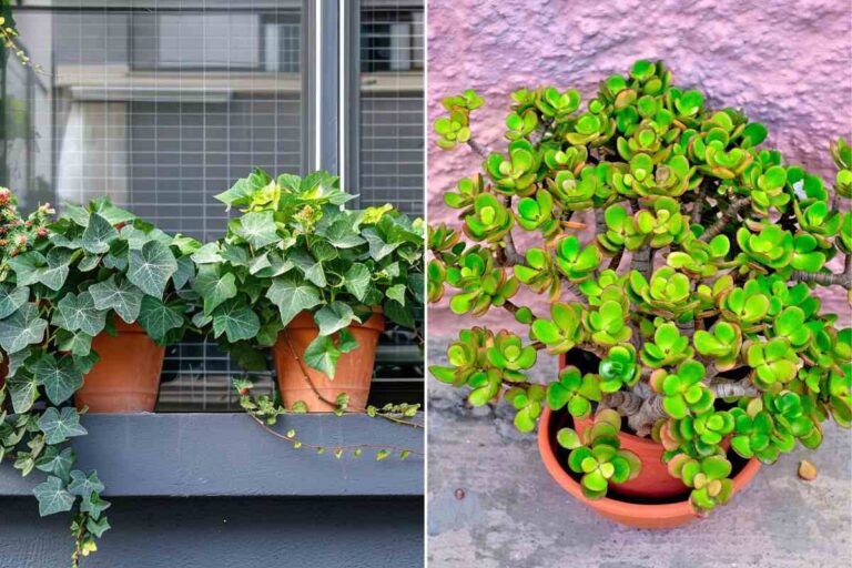 Piante invernali che amano il freddo e l'ombra: idee per il tuo balcone quali sono le piante che resistono al freddo